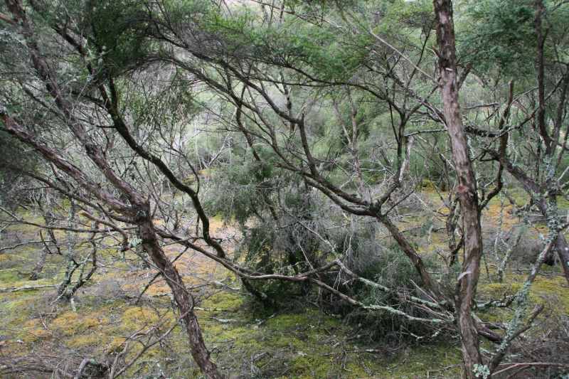 Nieuw-Zeeland 2011 - 0733